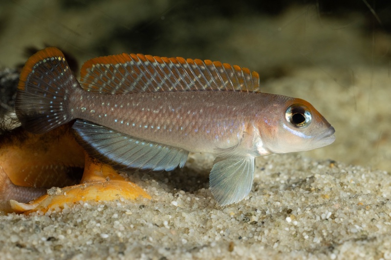 Lamprologus ornatipinnis 'Mwamgongo'